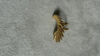 EARCUFF MAR
