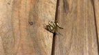ANILLO SNAKE